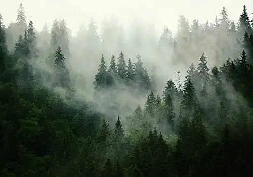 Forwall Fototapete Wald Nebel Natur