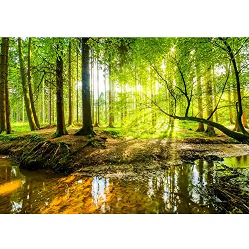 Runa Art Fototapete Wald Bach