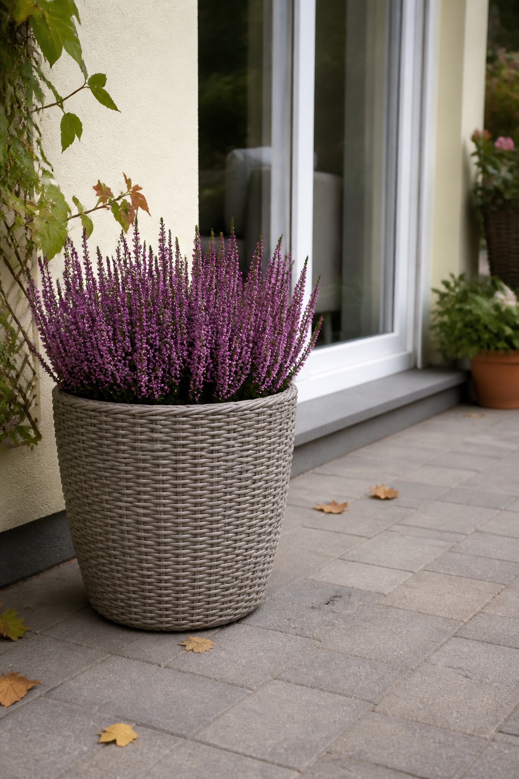Violette Heide in einem hohen beigegrauen Rattan-Pflanzkorb am Terrassenrand