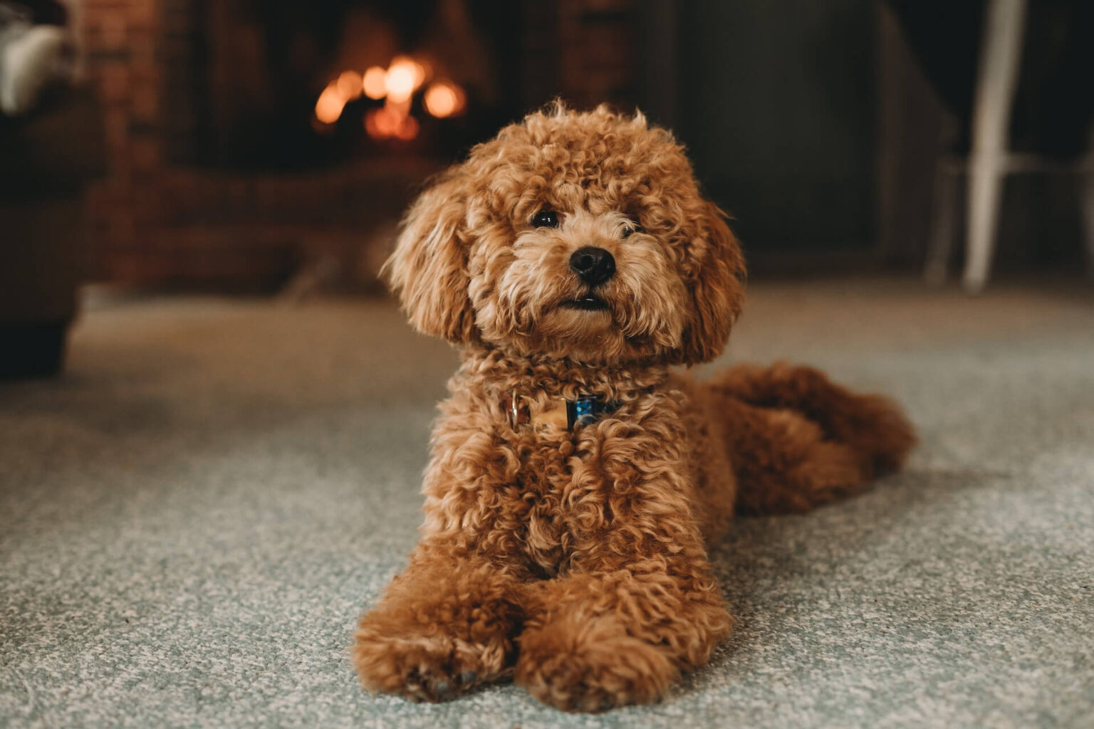 Hunde Für Die Wohnung