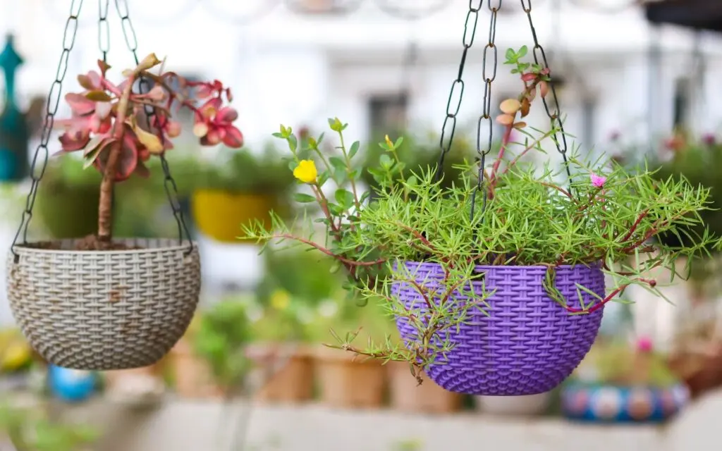 hanging baskets