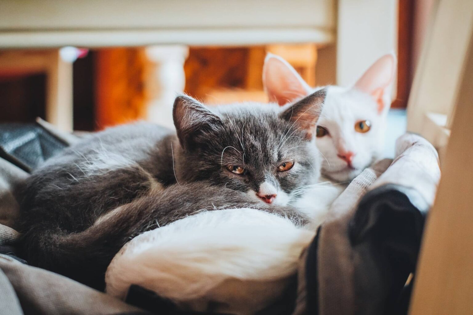 Katze in kleiner Wohnung halten ≫ geht das?
